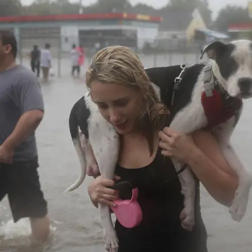 Hurricane Harvey's Dogs: 21 Stirring Photos Of Brave Pooches That Survived The Storm