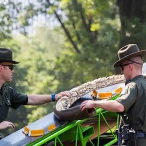 $8 Million-Worth Of Ivory Destroyed In Central Park In Message To Poachers [VIDEO]