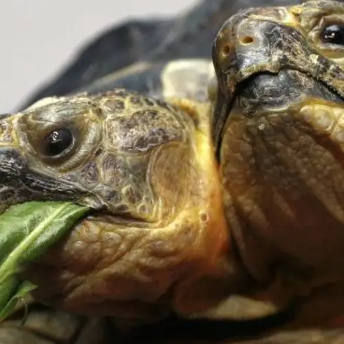 16 Fascinating Photos Of Two-Headed Animals Found In Nature