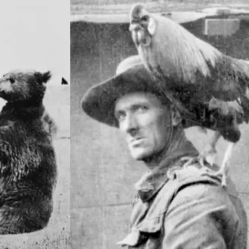 15 Army Mascot Animals That Might Be The Forgotten Heroes Of History's Largest Wars