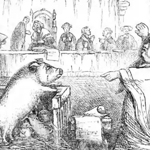 Inside The Strange History Of Animal Trials, When Crop-Eating Rodents And Murderous Pigs Were Punished For Their Crimes
