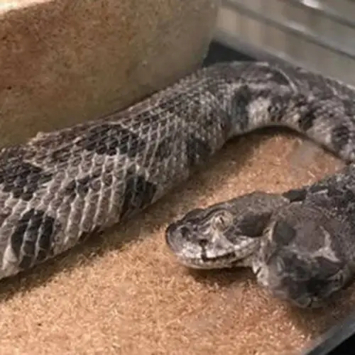 Two-Headed Rattlesnake Found In Arkansas [Photos]