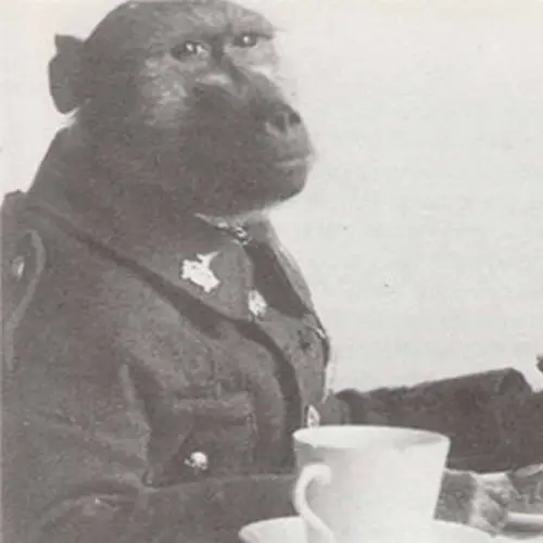 The Story Of Jackie The Baboon Who Fought In The Trenches Of World War I
