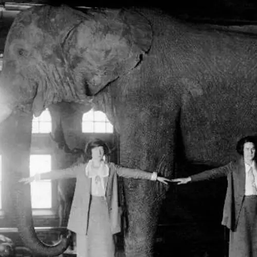 How Jumbo The Elephant Went From "The Greatest Show On Earth" To A University Mascot