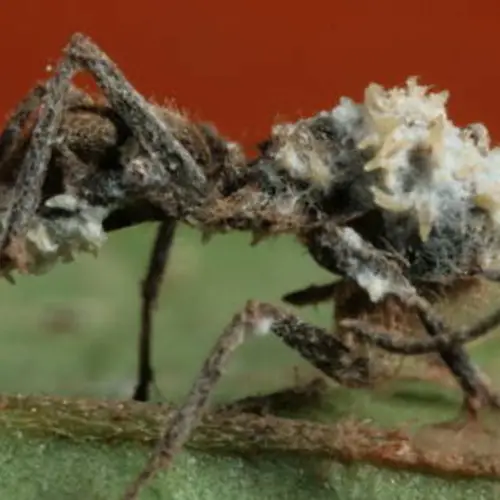 Ophiocordyceps — The Horrifying Fungus That Creates Zombie Ants [VIDEO]