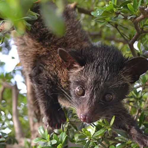 The World's Most Expensive Coffee Comes From The Poop Of This Animal