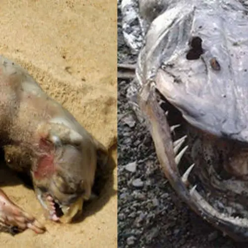 17 Real-Life Monsters And The Truth Behind Each
