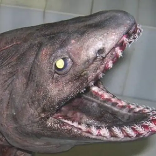 30 Photos Of Weird Creatures Pulled Up By Unsuspecting Deep-Sea Fishermen