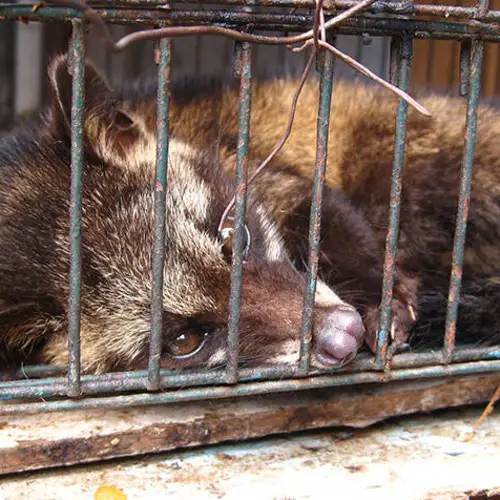 Discover The Dark Side Of The World's Most Expensive Coffee, Kopi Luwak