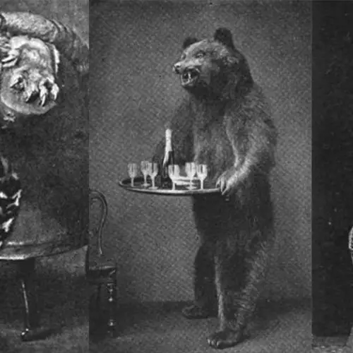 Killing Exotic Animals And Turning Them Into Furniture Was All The Rage In Victorian England