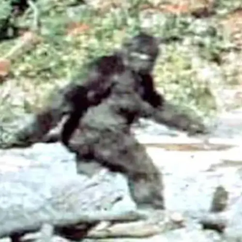 Woman Sues California For Not Admitting Bigfoot Exists – Yes, Bigfoot