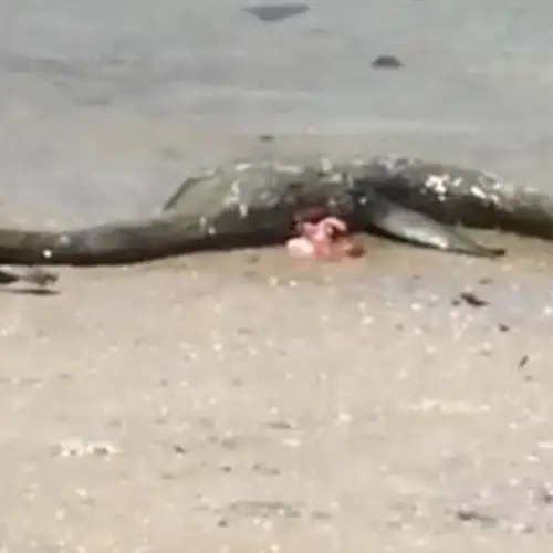 Mysterious "Loch Ness" Creature Washes Up On Georgia Beach