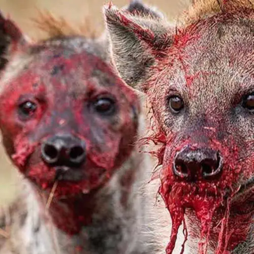 25 Dangerous Animals That Would Mess Up Any Human
