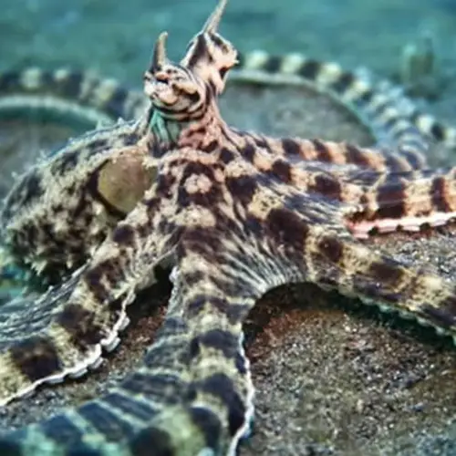 The Astounding Mimic Octopus – Impersonator Extraordinaire Of The Deep Sea