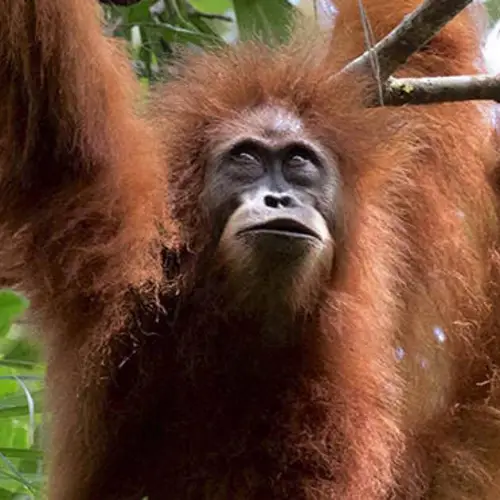 The World's Rarest Ape Is On The Brink Of Extinction – Here's Why