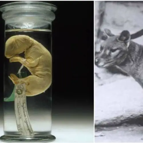 Scientists Are One Big Step Away From Bringing Back The Extinct Tasmanian Tiger