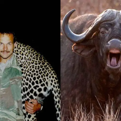 Trophy Hunter Fatally Gored In Groin By Herd Mate Of Buffalo He'd Just Killed