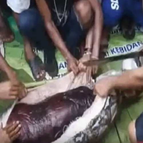 Woman Swallowed Whole By 23-Foot Python Found Undigested Inside Its Stomach