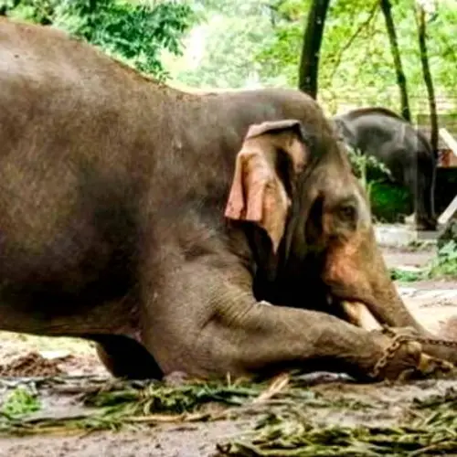 Animals Granted Legal Rights Of Human Beings By Indian Government