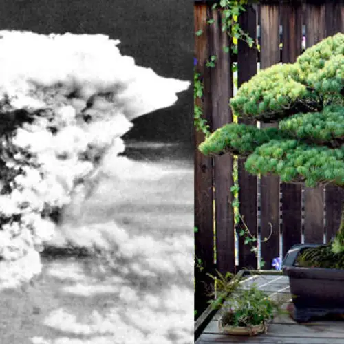 This Bonsai Has Survived 392 Years And Not Even The Hiroshima Bombing Could Kill It