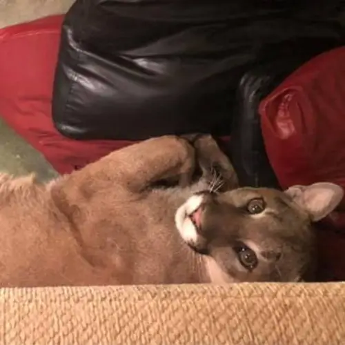 Oregon Woman Found A Mountain Lion In Her Living Room — And Says Telepathy Helped Her Get It Out
