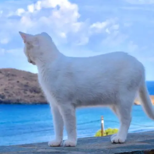 Cat Sanctuary On Stunning Greek Island Posts Dream Job Caretaker Position