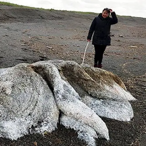 'Hairy Sea Monster' With No Discernible Head Or Eyes Washes Up On Russian Beach