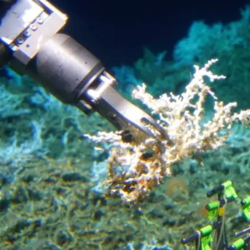 Scientists Discover 85 Miles Of Coral Reef Off The Coast Of South Carolina