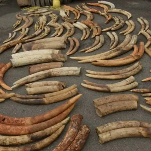 DNA Testing Could Help Conservationists To Stop Cartels Behind The Elephant Ivory Trade