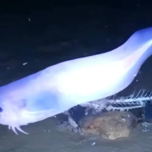 Scientists Discover Deep-Sea Fish Species That Would Melt At The Surface