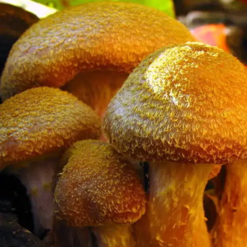 This Humungous Fungus Is Three Times The Size Of A Blue Whale And 2,500-Years-Old