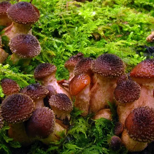This Humongous Fungus Is Three Times The Size Of A Blue Whale And 2,500-Years-Old