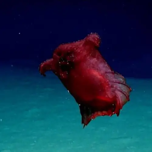 Researchers Discover 'Headless Chicken Monster' In The Ocean Near Antarctica [VIDEO]