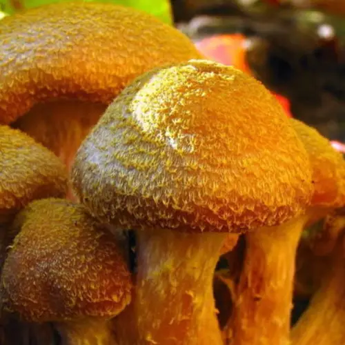 Humongous Fungus, The 2,500-Year-Old Michigan Mushroom That's As Heavy As Three Blue Whales