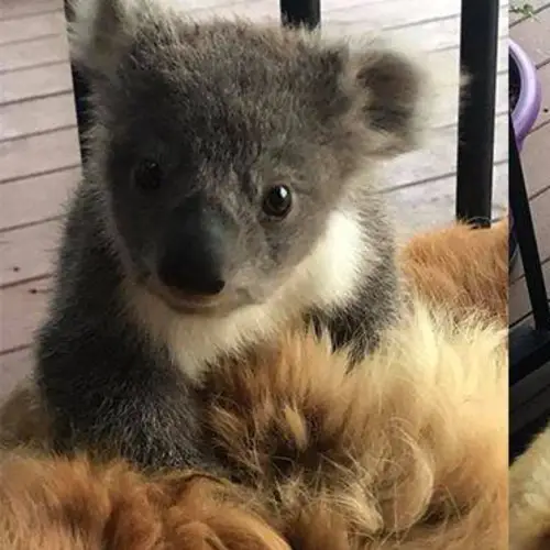 Lost Baby Koala Rescued By Golden Retriever — And The Photos Are Adorable