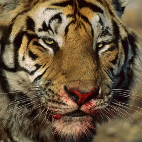 Calvin Klein Perfume Could Be The Key To Taking Down A Man-Eating Tigress That Has Killed 13 People In India