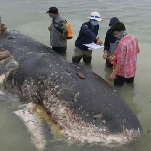 A Dead Whale Filled With Plastic Products In Its Stomach Washed Up In Indonesia