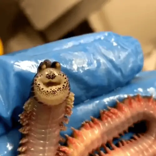 Deep-Sea Fisherman Pulls Up 'Smiling' Worm That Turns Its Face Inside Out [VIDEO]