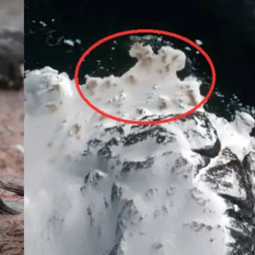 Penguin Poop Is So Pink And Plentiful That It Can Be Seen From Space