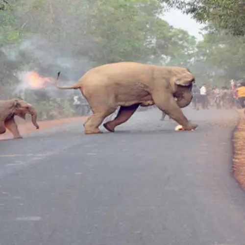 21 Devastating Photos Of India's Accelerating Human-Elephant Conflict