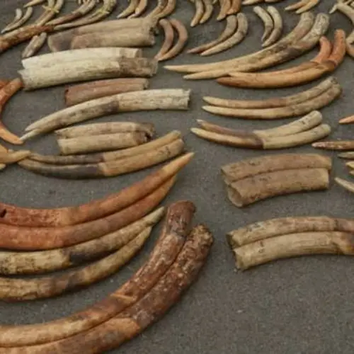 DNA Testing To Catch Ivory Poachers Reveals Sale Of Extinct Mammoth Tusks Instead