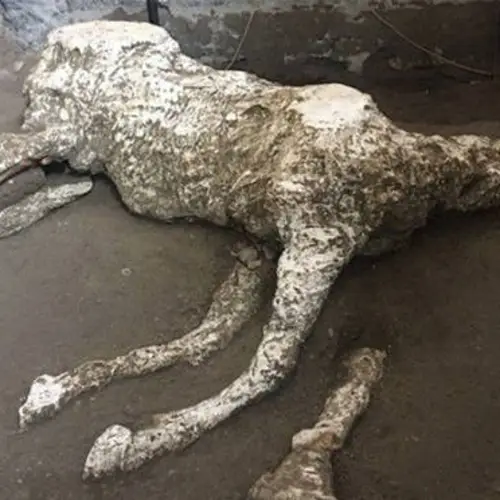 Military Horse Prepped To Rescue Victims In Pompeii After Mount Vesuvius Eruption Found Preserved In Its Stable