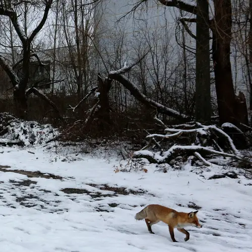 In The Wake Of Nuclear Disaster, Animals Are Thriving In The Red Forest Of Chernobyl