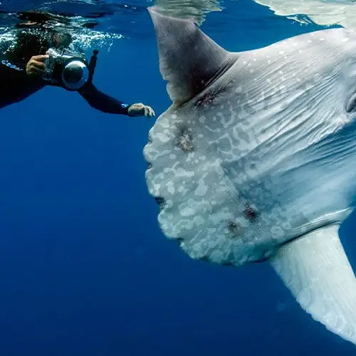 Meet The Ocean Sunfish, The Rhino-Sized Creature That's The Gentle Giant Of The Sea