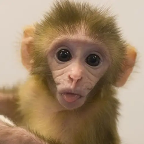 Chinese Scientists Engineered Smarter Monkeys By Giving Them Genes From The Human Brain