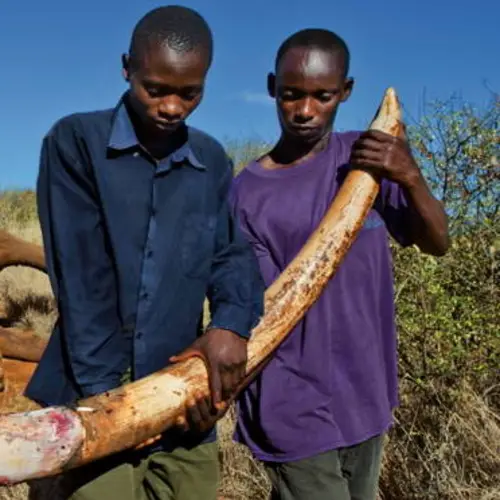False Reports Claim That Wildlife Poachers In Kenya Could Face The Death Penalty