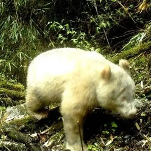 An Extremely Rare, All-White, Albino Panda Was Just Spotted For The First Time Ever In China
