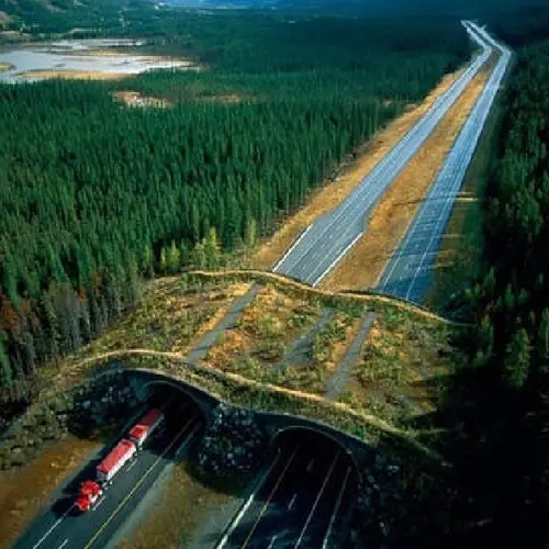 25 Animal Bridges That Are Keeping Wildlife Safe From Humans And Cars