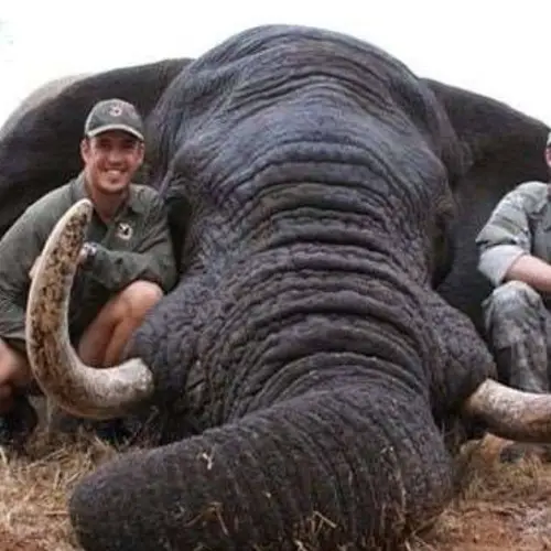 Botswana, Home To Largest Elephant Population In Africa, Has Lifted Ban On Elephant Hunting