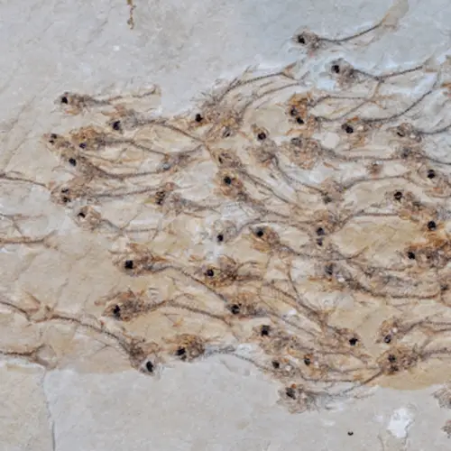 50-Million-Year-Old Fossil Captures A Swimming School Of Fish
